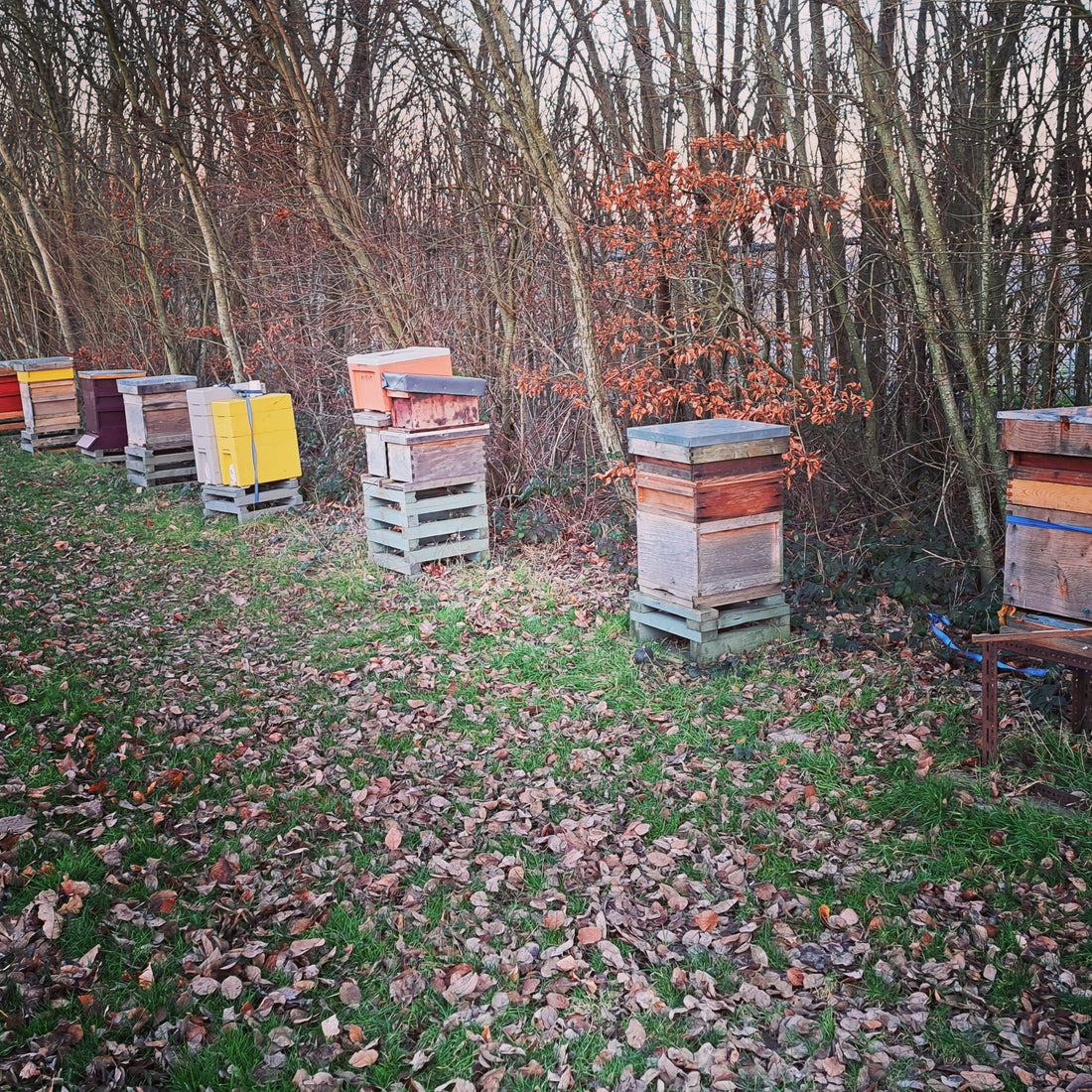 Preparing Your Beehives for Winter: A Guide for Beekeepers